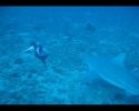 palm beach divers video