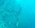 Scuba diving in the Maldives 