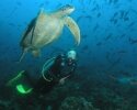 Schildpadden op Galapagos