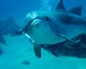 Duiken in het Midden Oosten met dolfijnen
