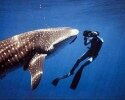 Whale Shark Diving